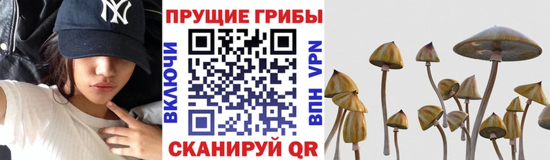 Псилоцибиновые грибы Psilocybe  Лысьва 